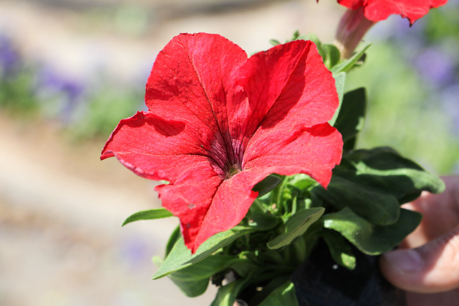 Petunia hybrida