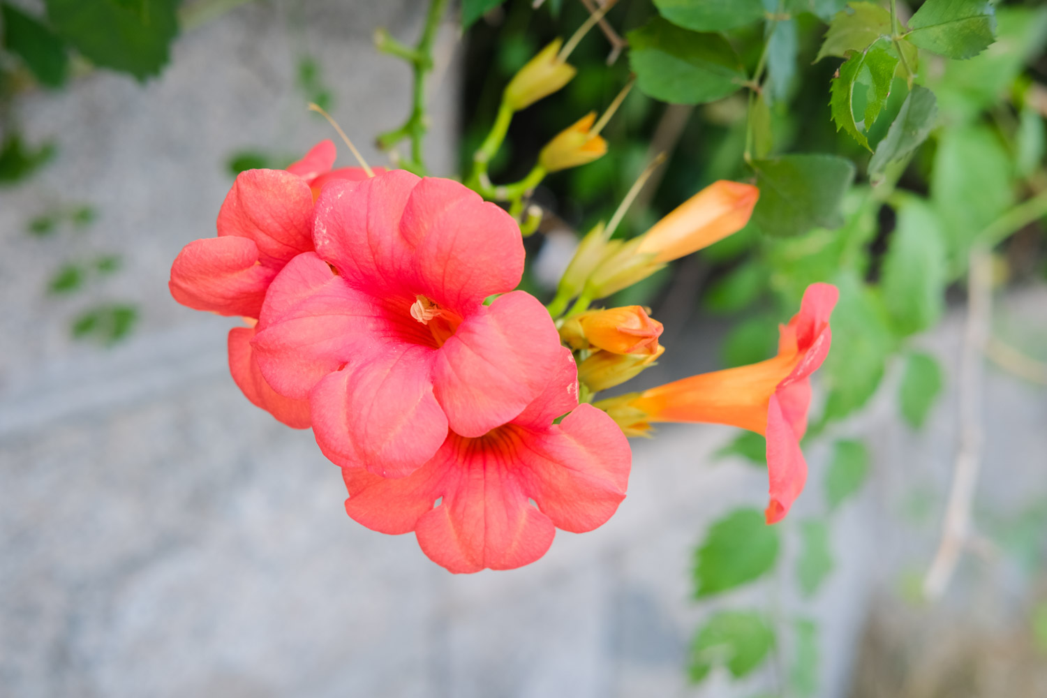 Chinese trumpet creeper