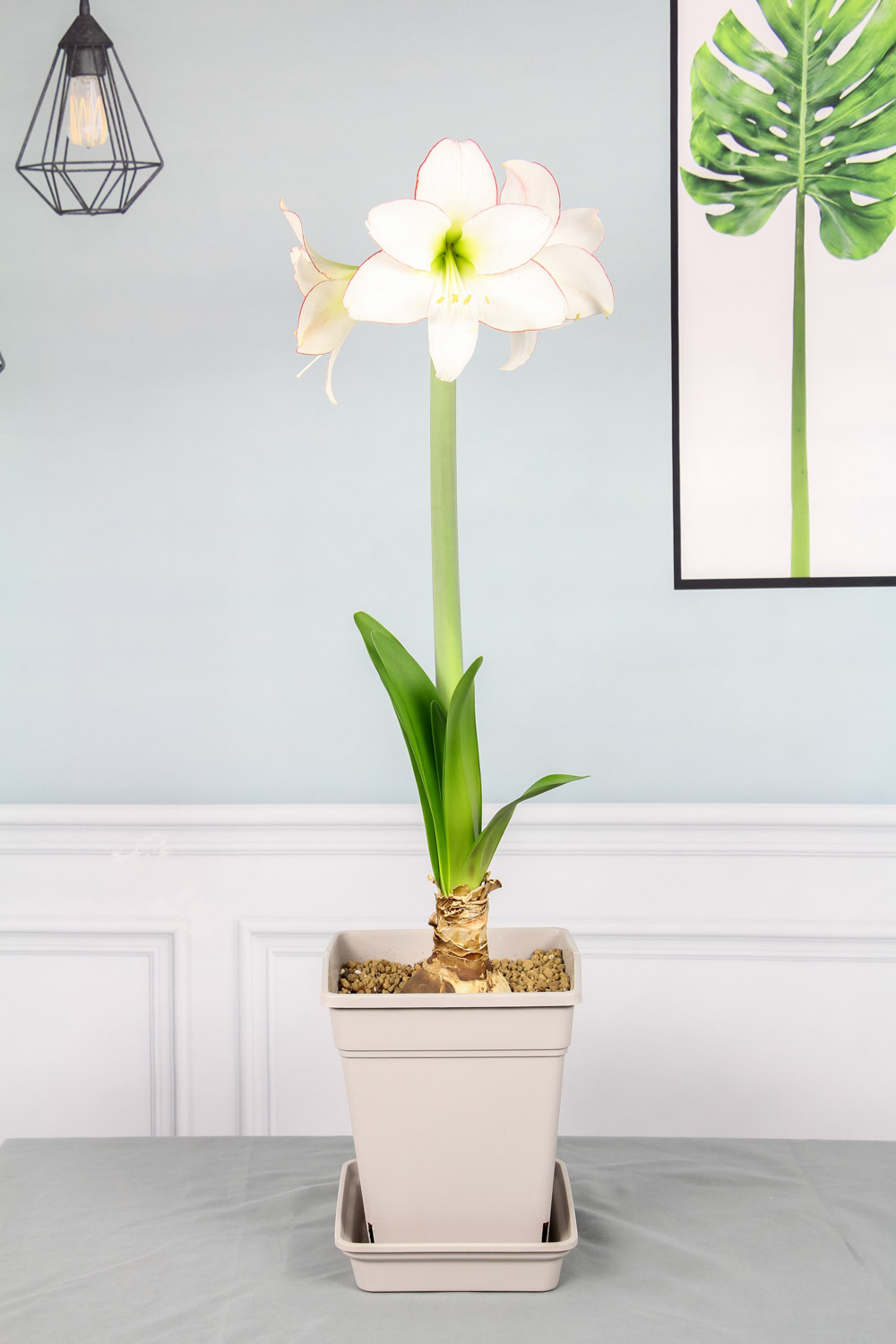 amaryllis