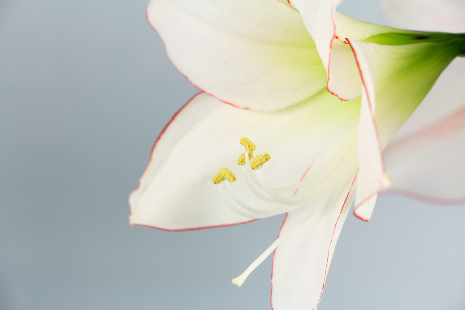 amaryllis