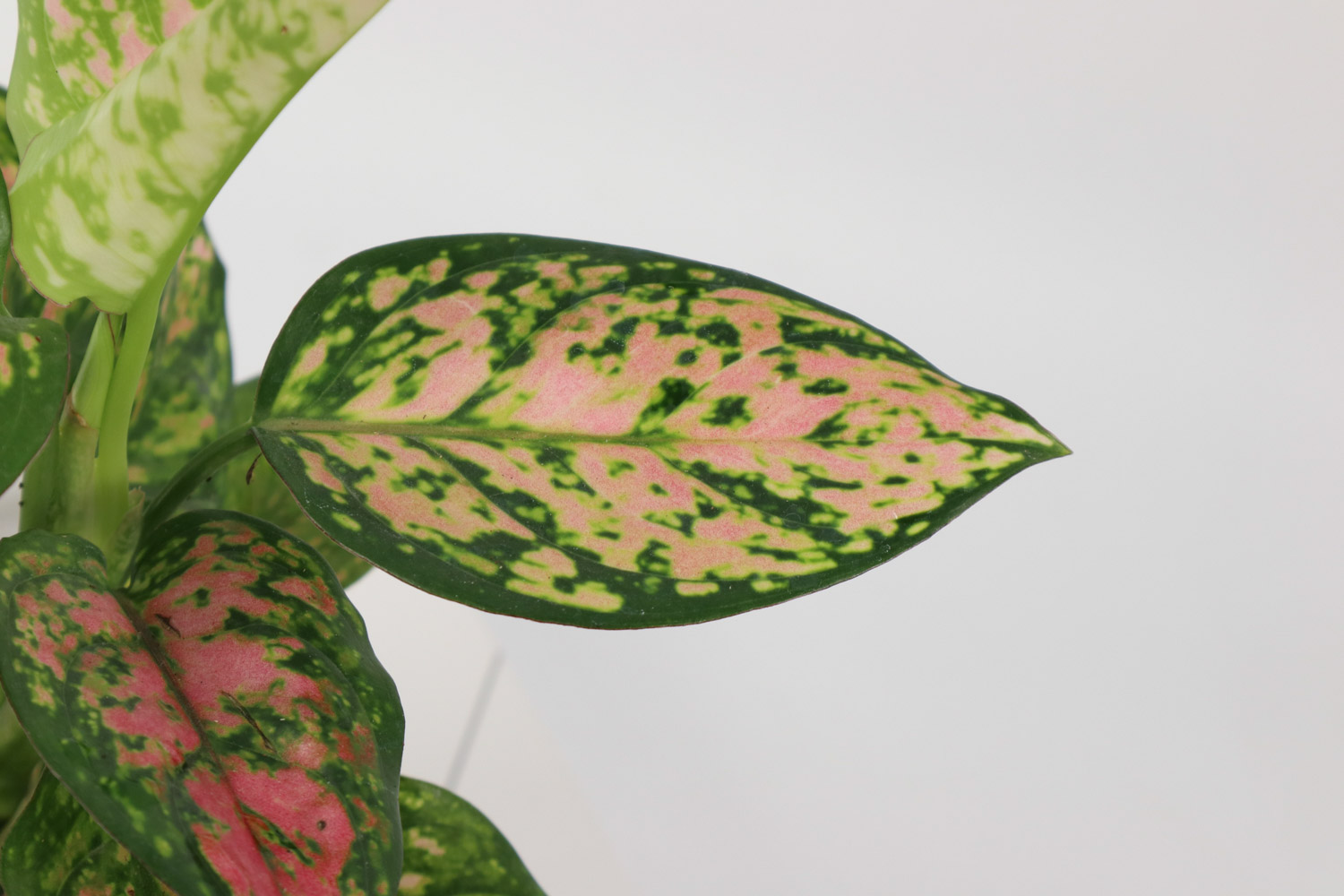 Dieffenbachia