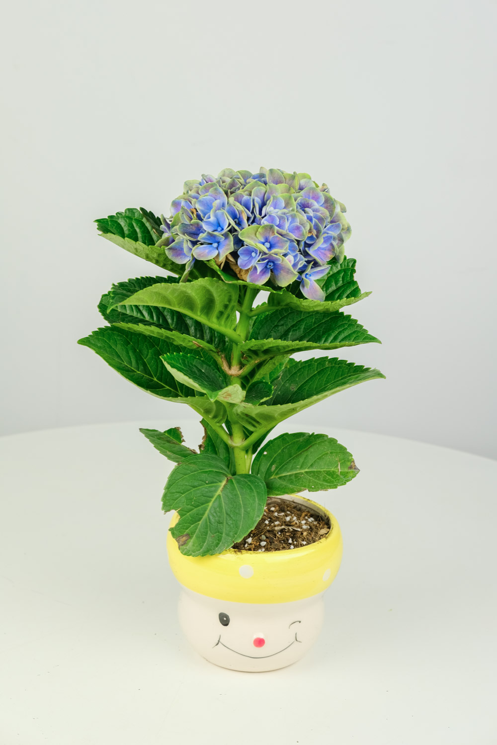 hydrangea