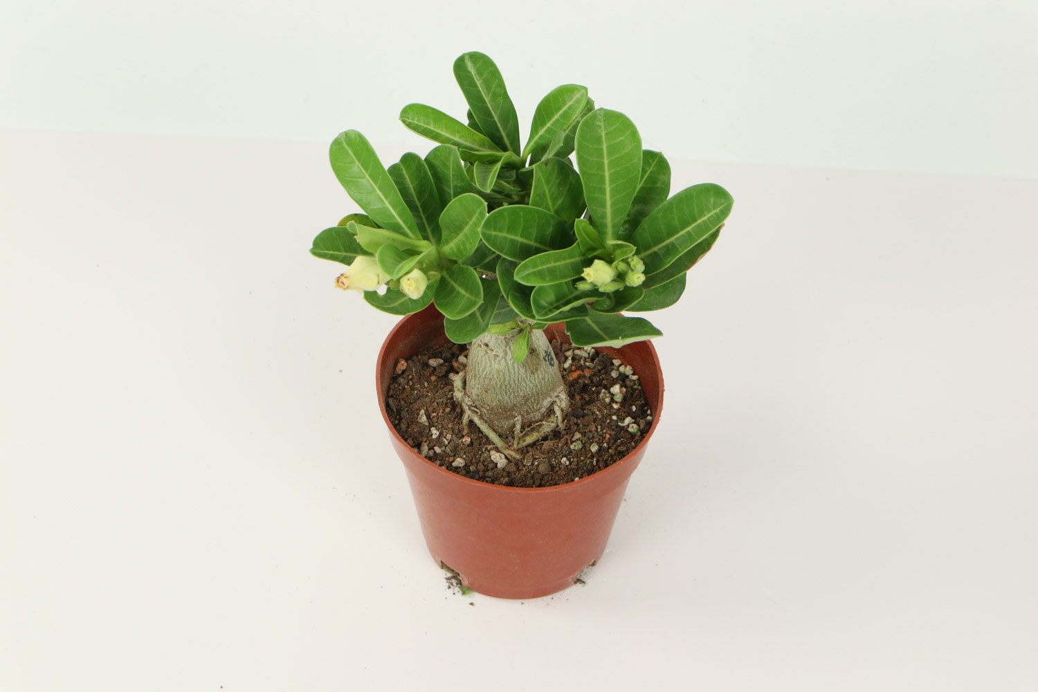 Adenium obesum