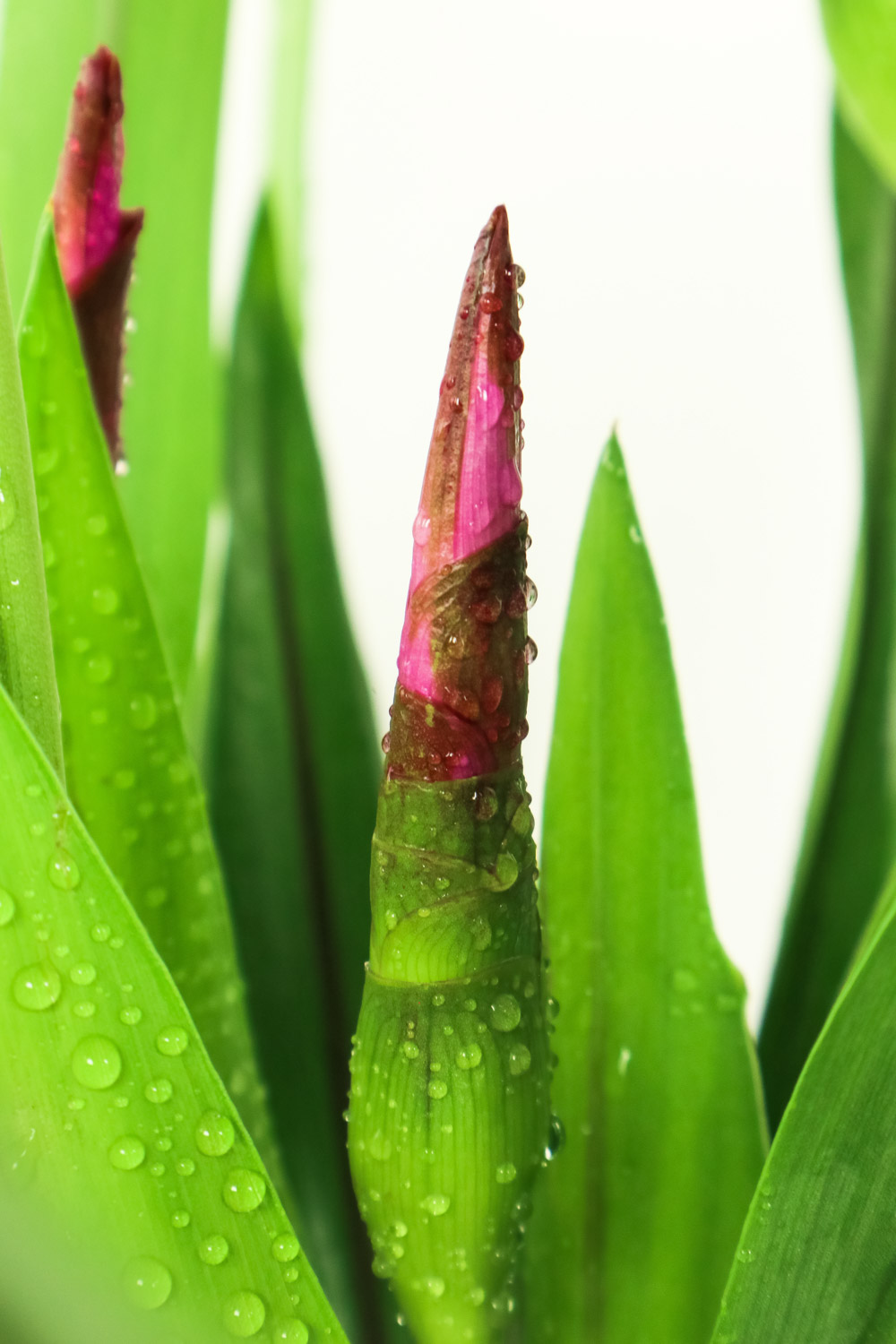 Ginger lotus