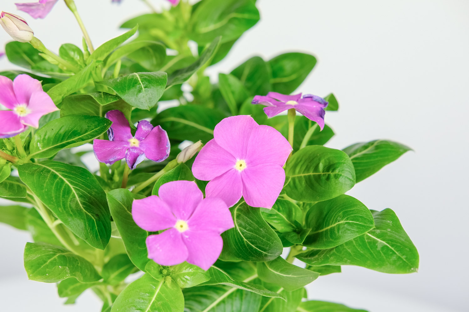 Madagascar rosy periwinkle