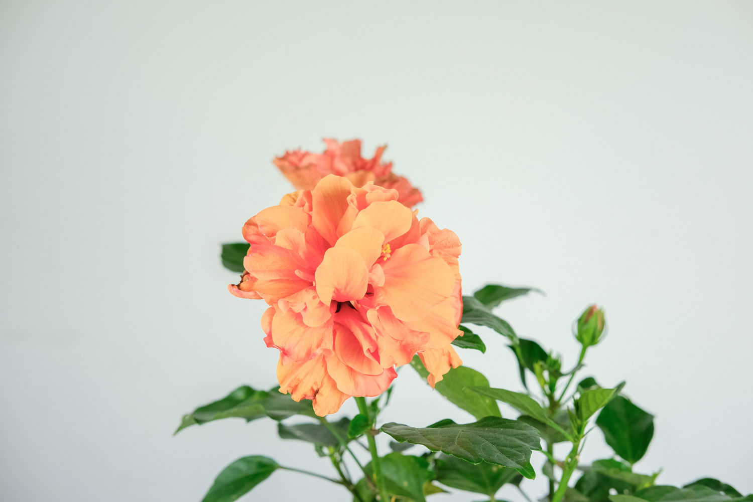 Hibiscus rosa sinensis