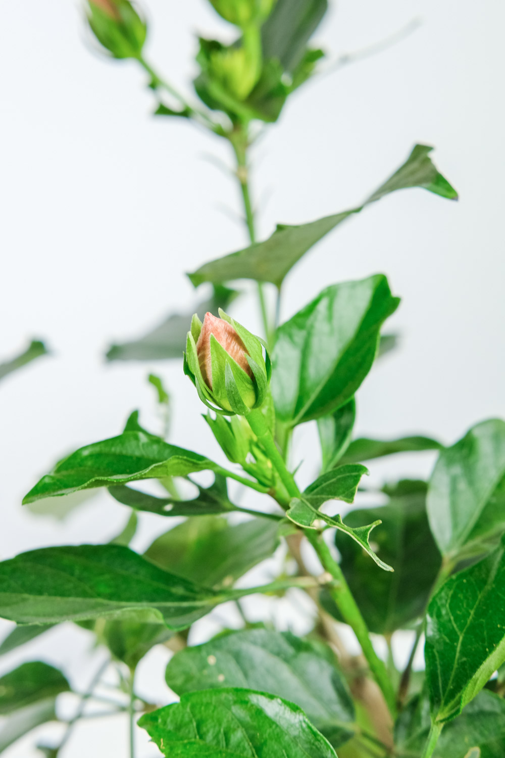 Hibiscus rosa sinensis