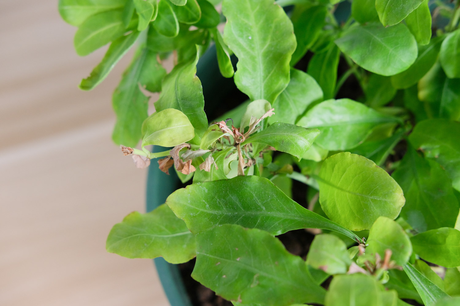 Plumbago Auriculata