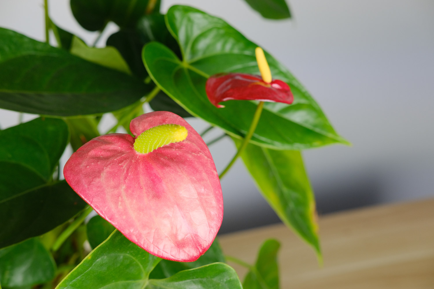 Anthurium