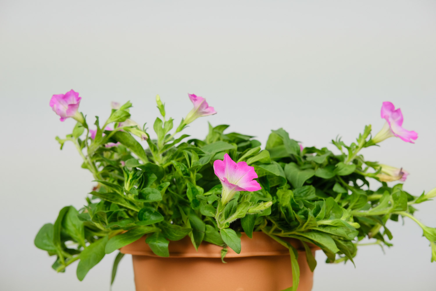 Petunia hybrida