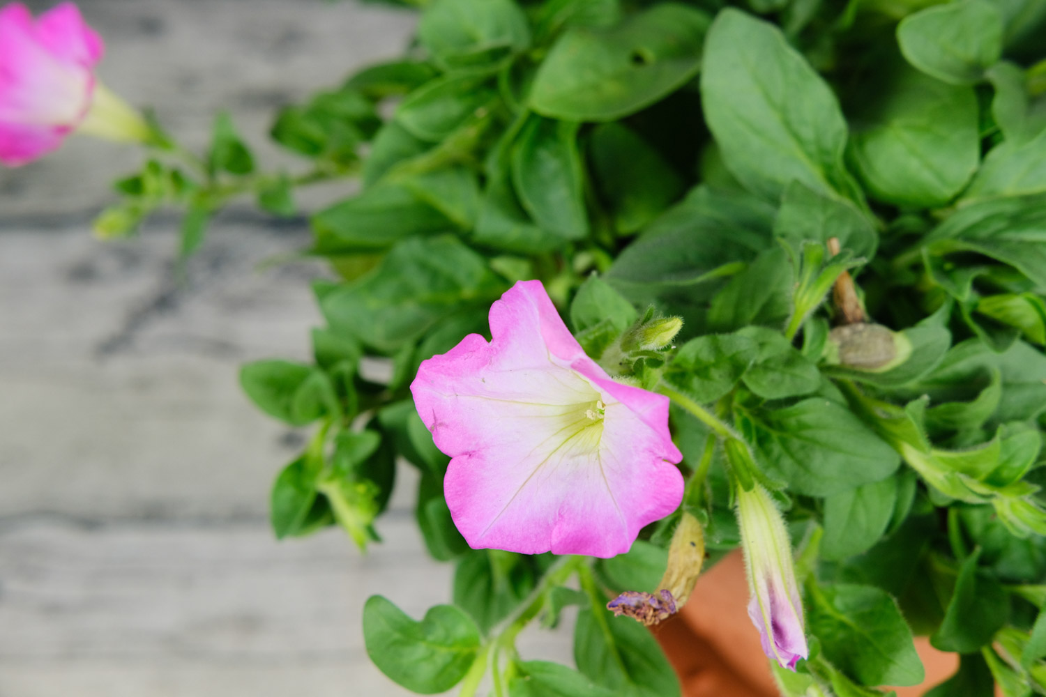 Petunia hybrida