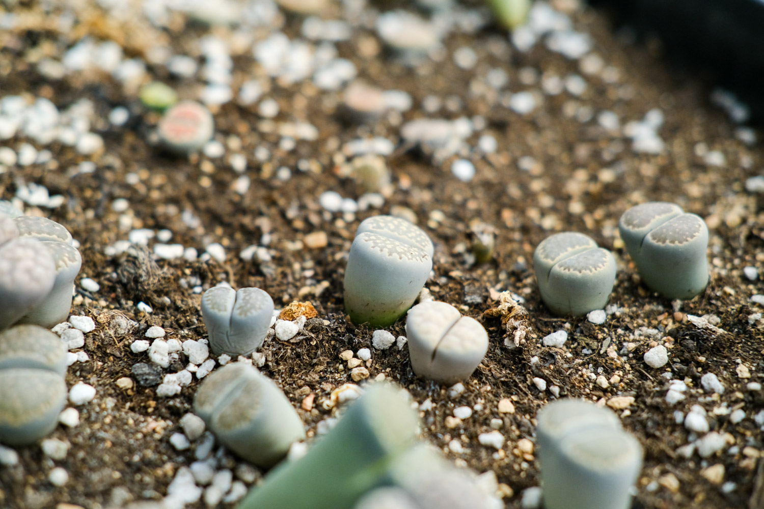 Lithops