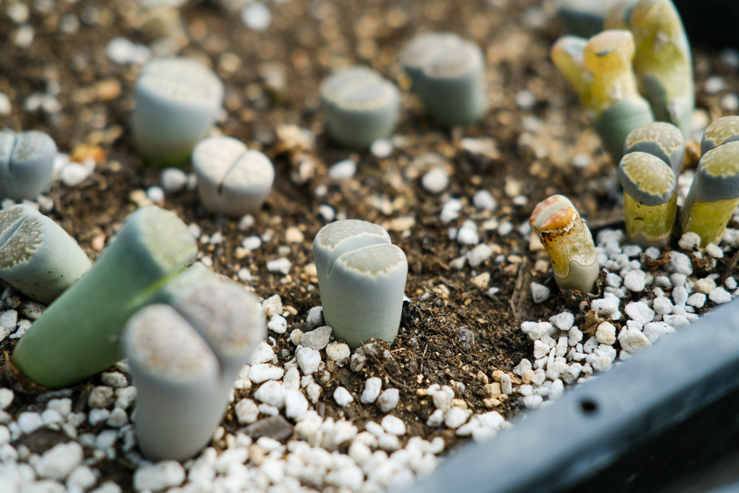 Lithops