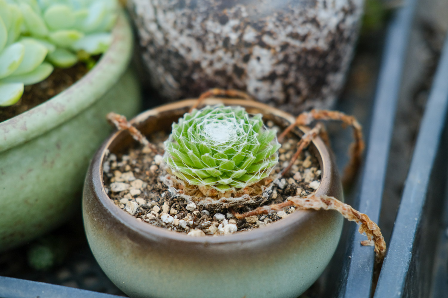 Sempervivum Arachnoideum 