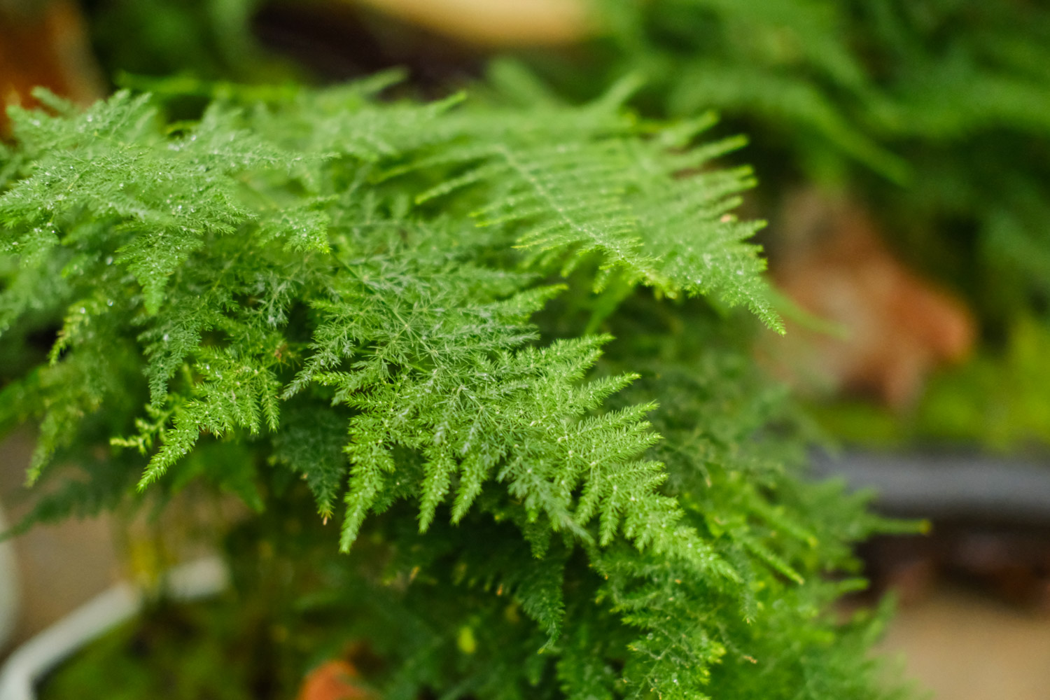 asparagus fern