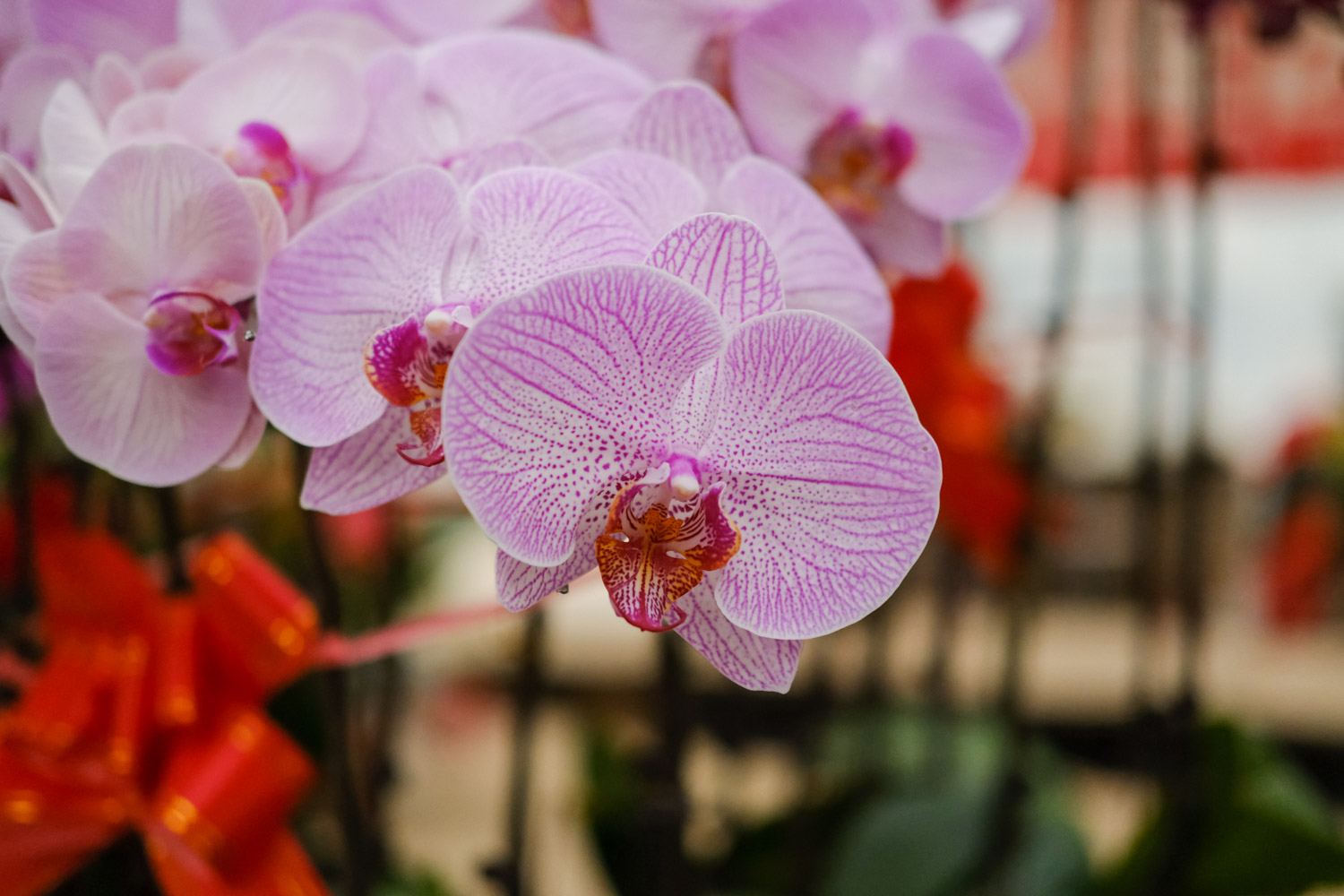 moth orchid