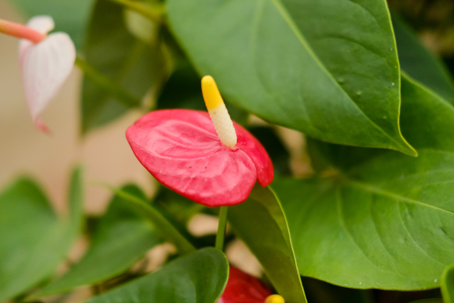 Anthurium