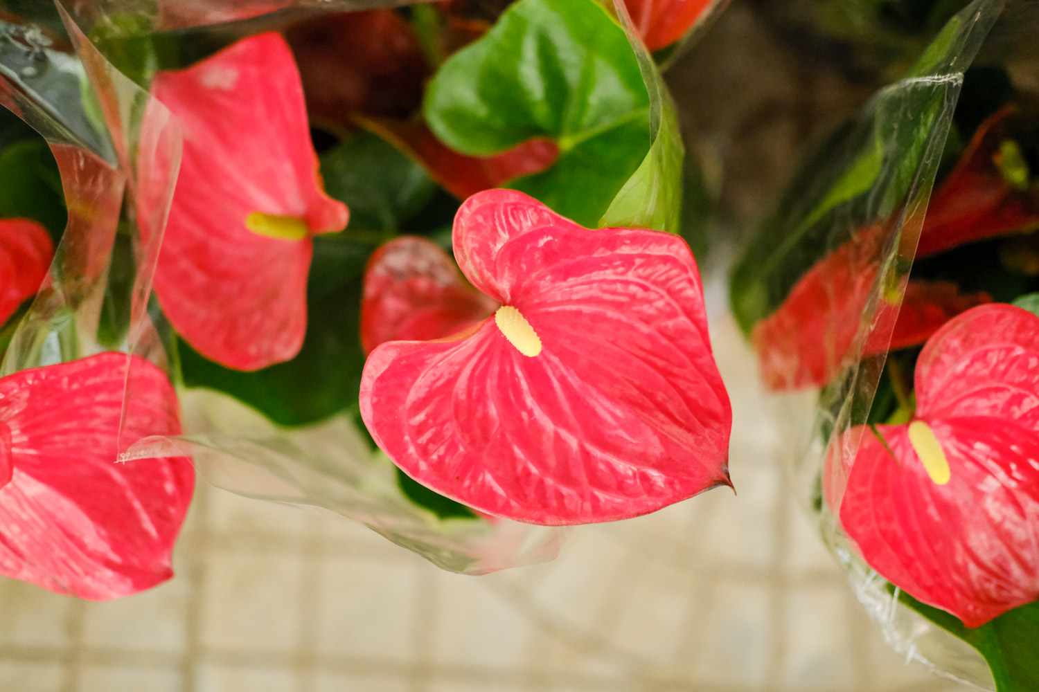 Anthurium