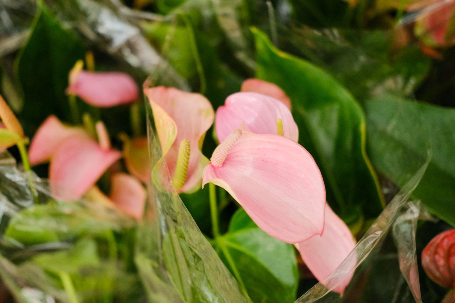 anthurium andraeanum