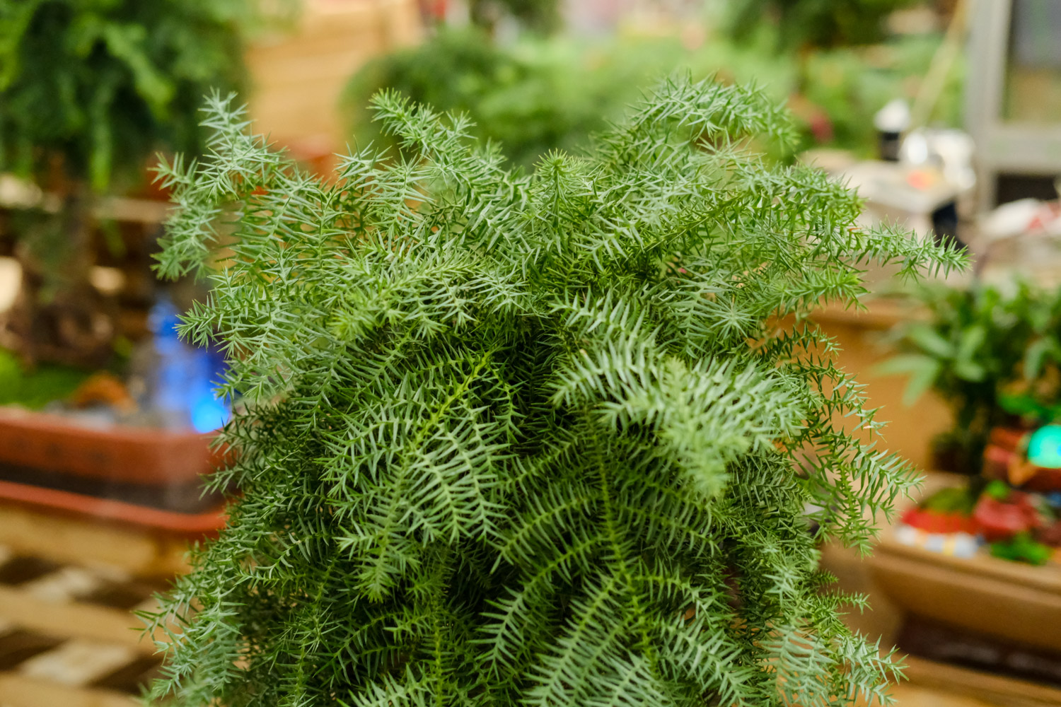 Australian fir