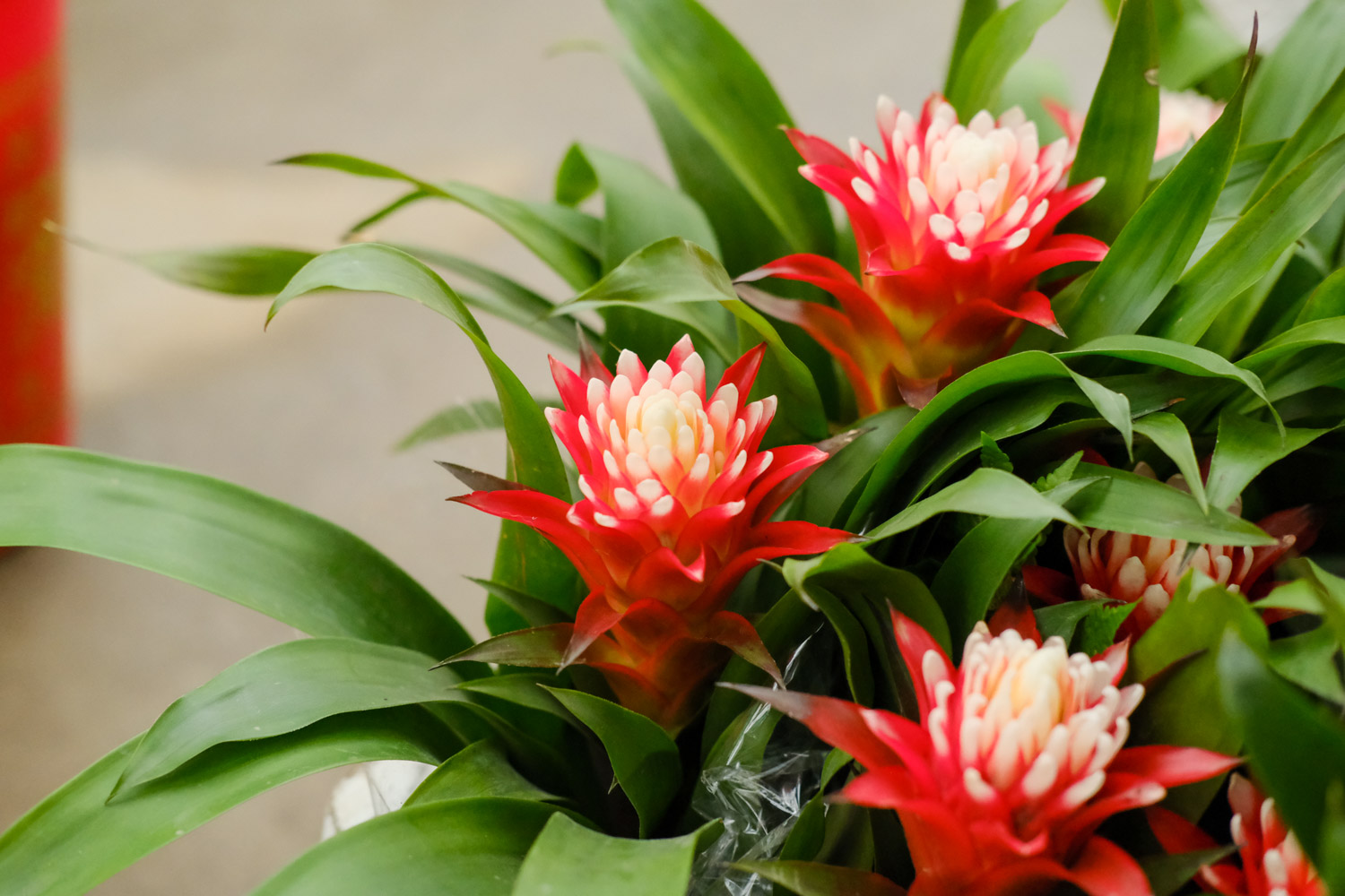 Ornamental pineapple