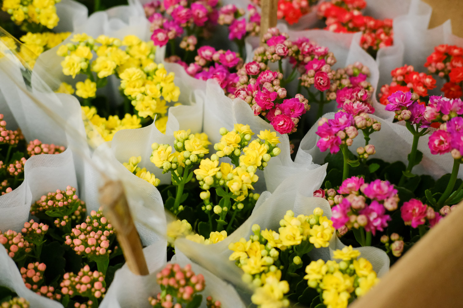 Longevity flower