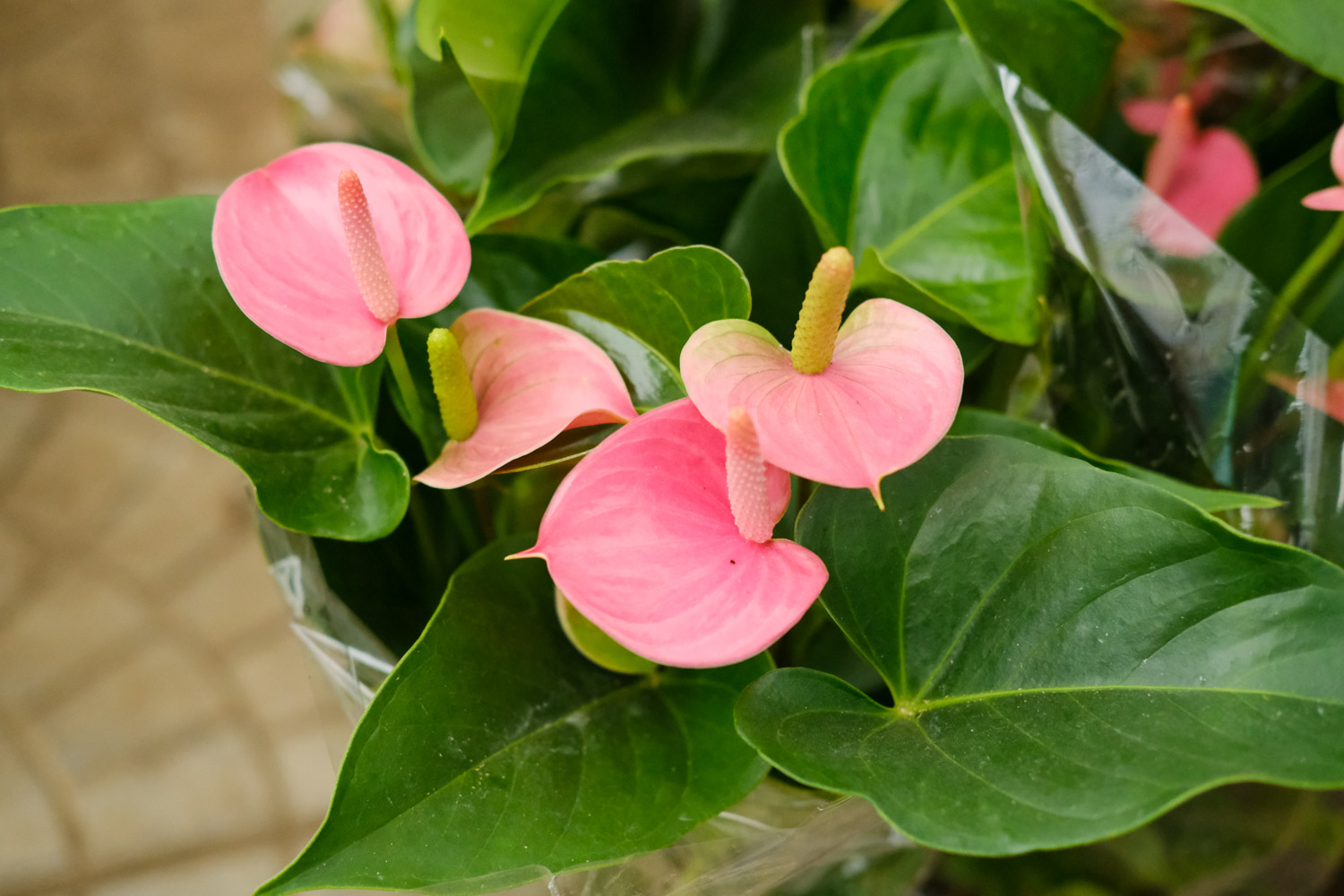 anthurium andraeanum