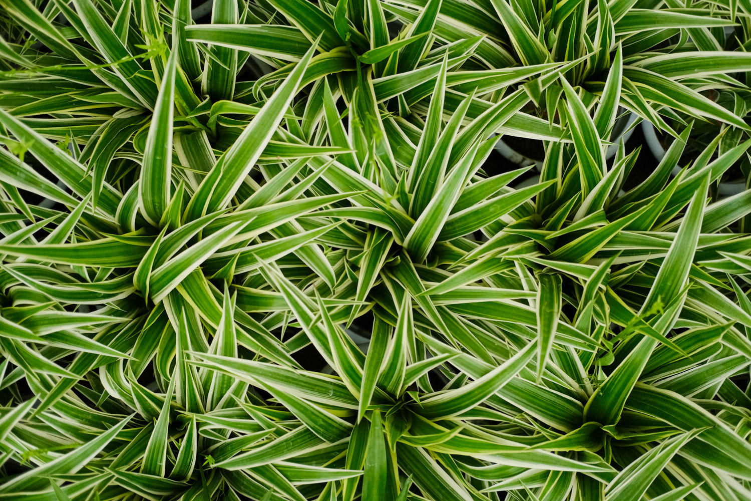 Silver edged Chlorophytum