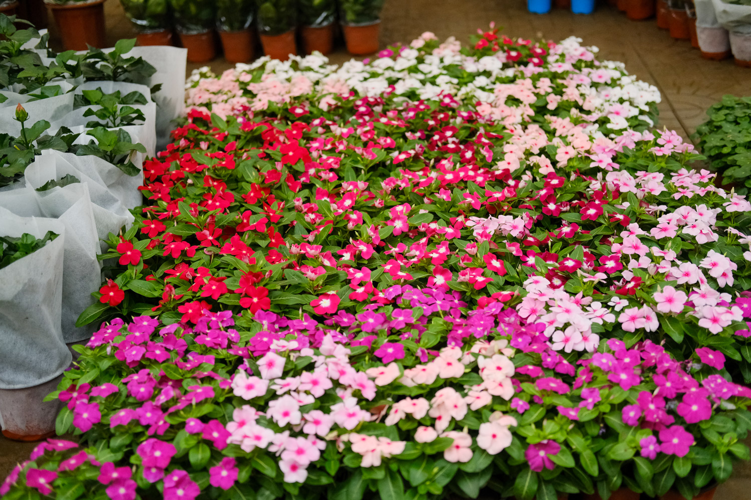 Madagascar rosy periwinkle