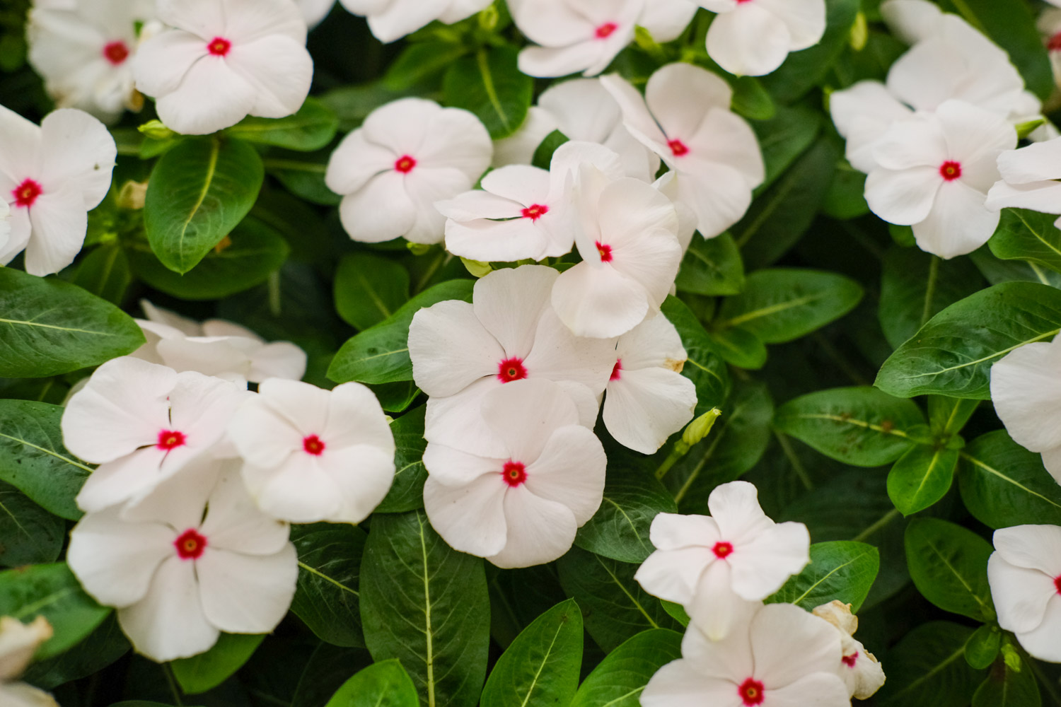 Madagascar rosy periwinkle