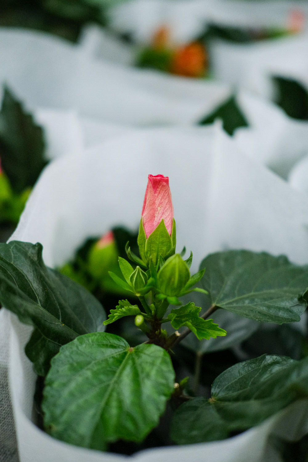 Hibiscus rosa sinensis