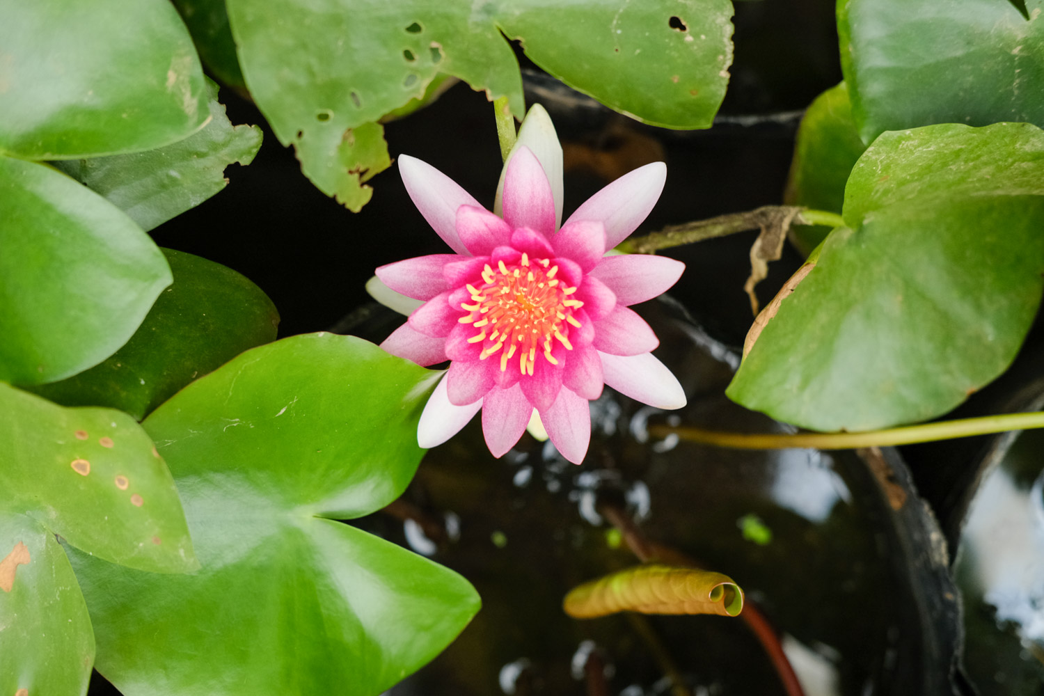 Water lilies