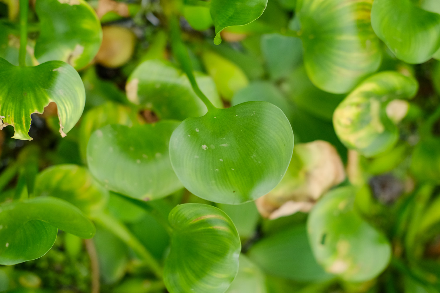 water hyacinth