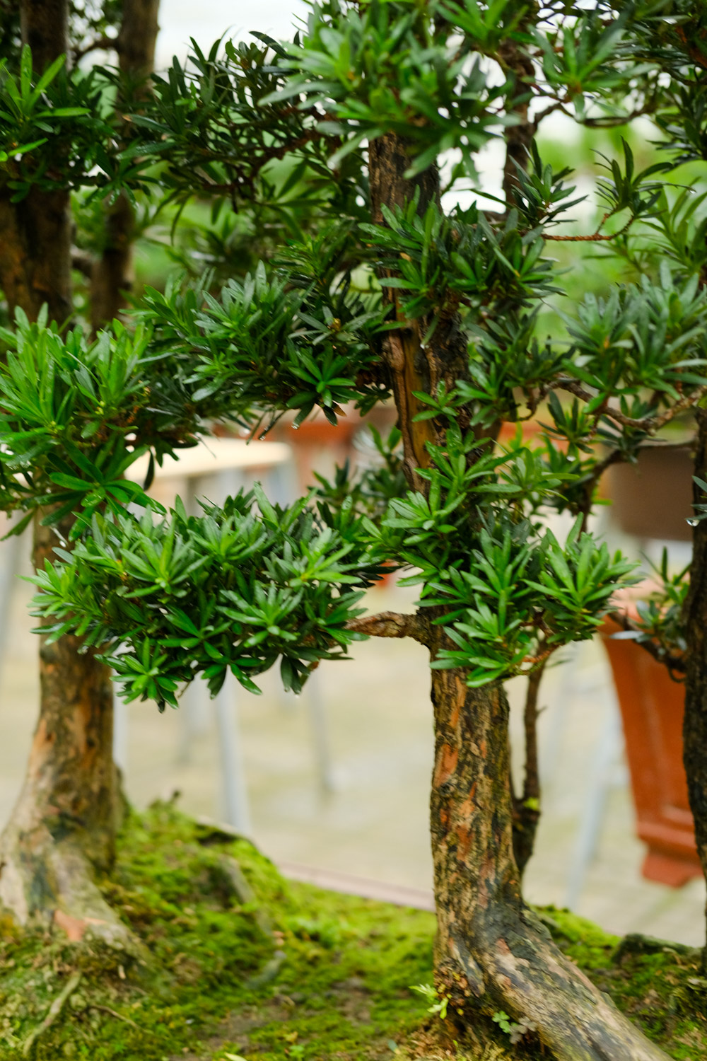 Podocarpus