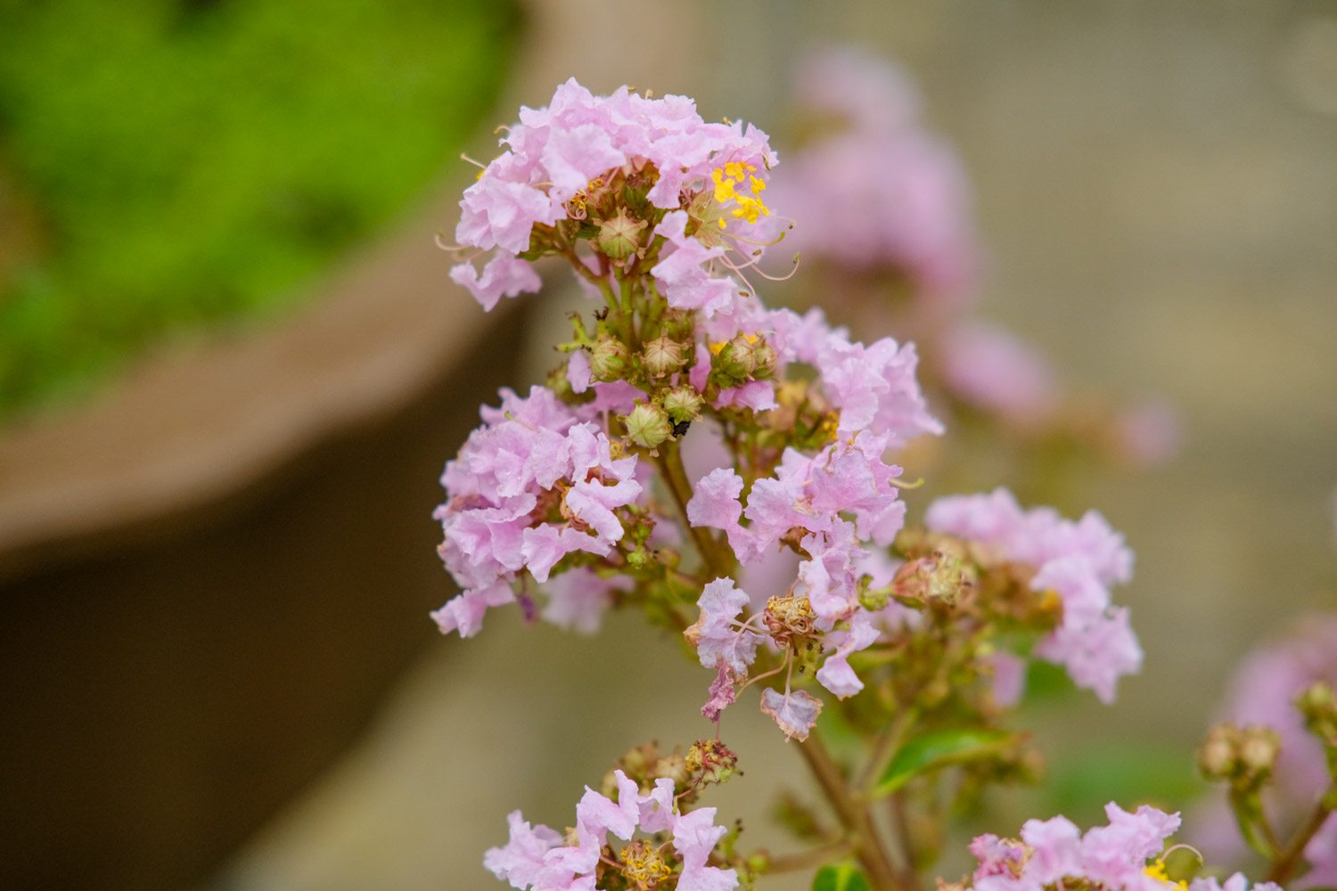 Crape myrtle