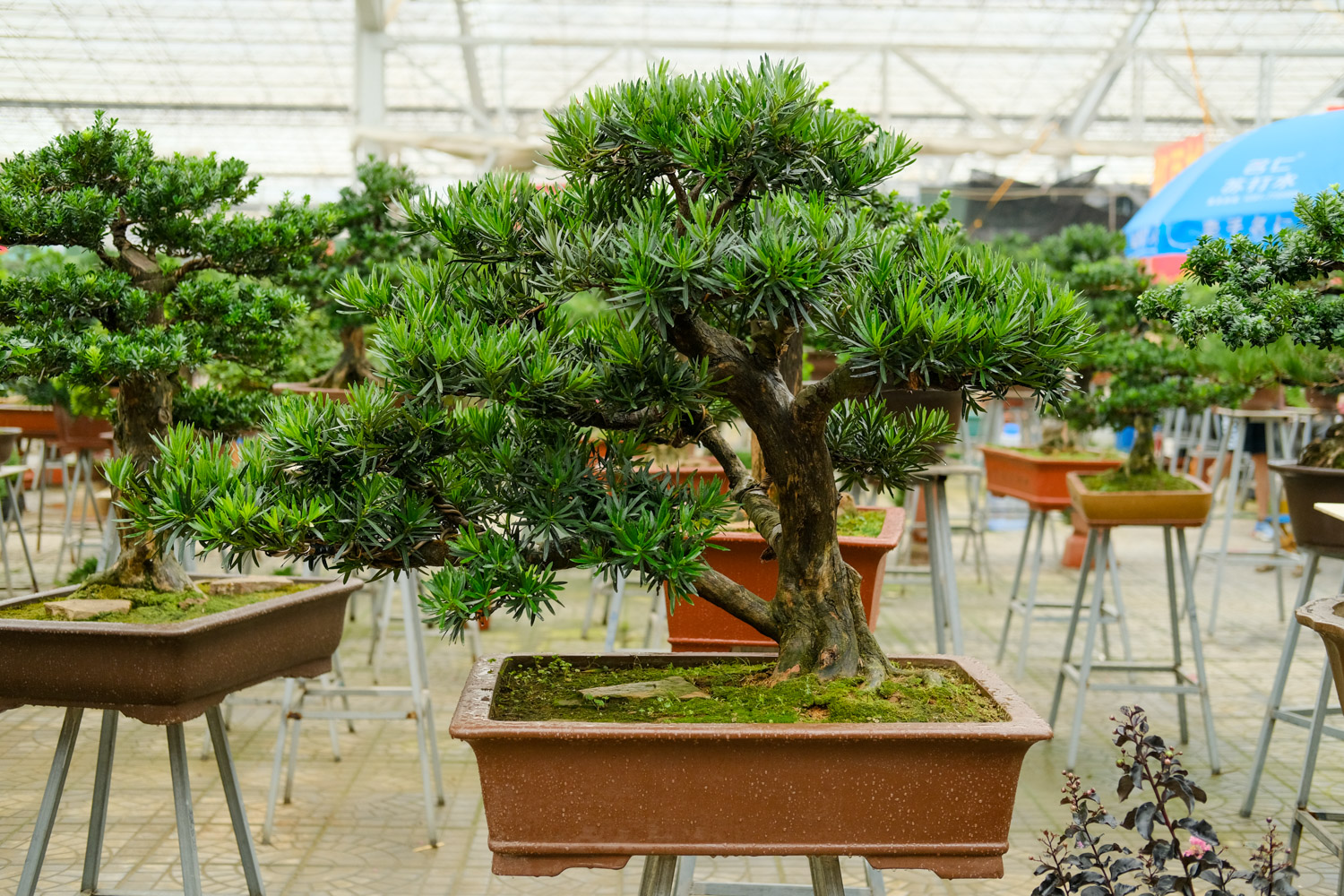 Podocarpus