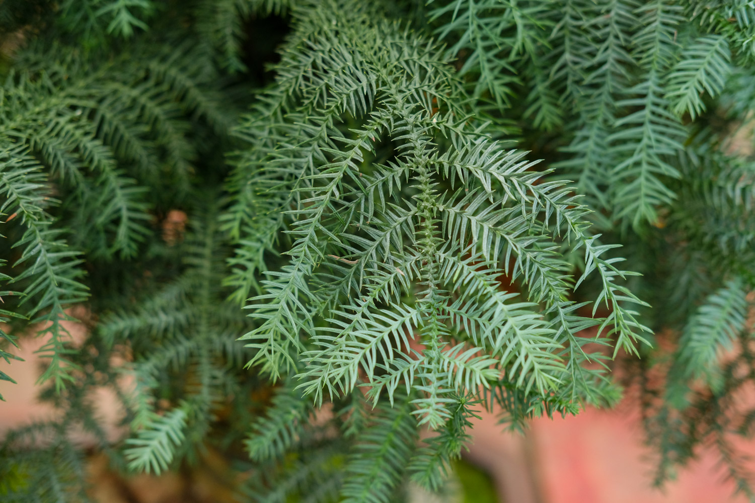 Australian fir