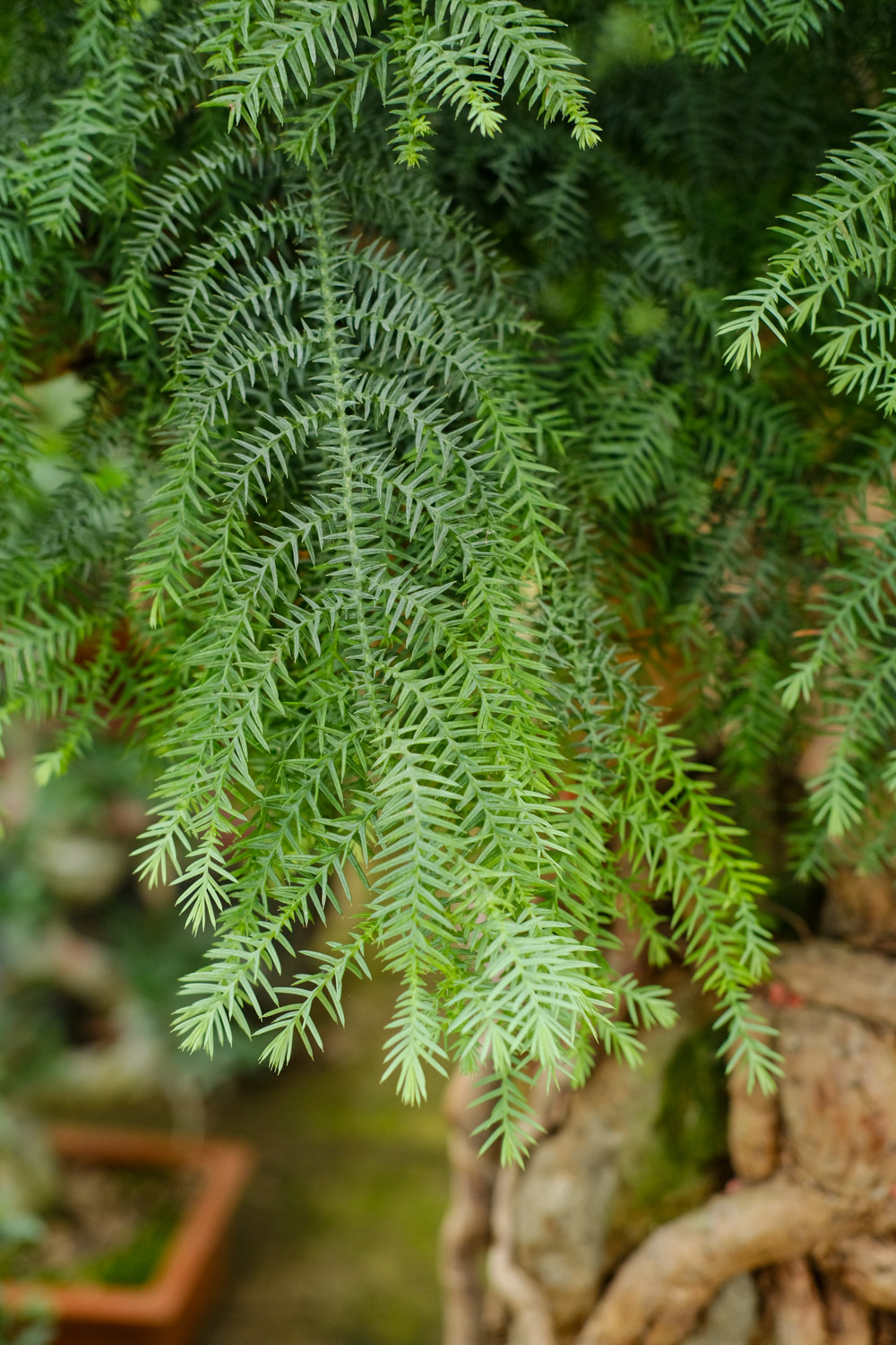 Australian fir