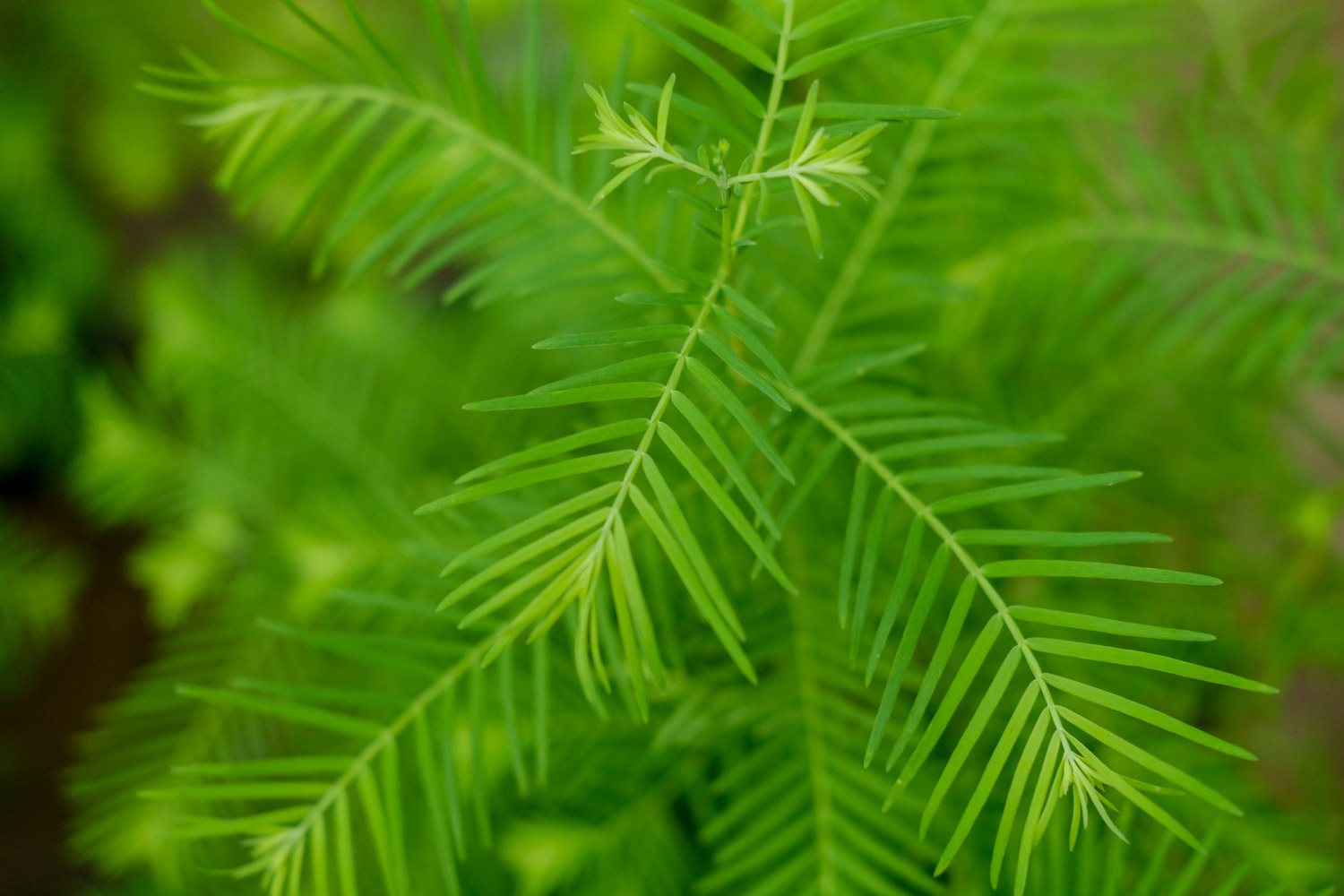 metasequoia