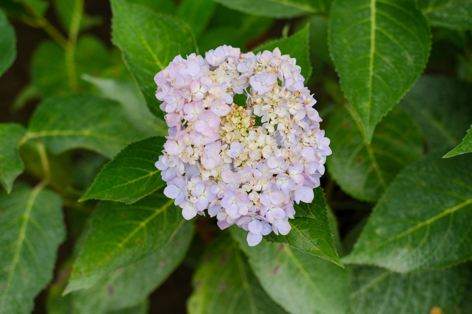 hydrangea