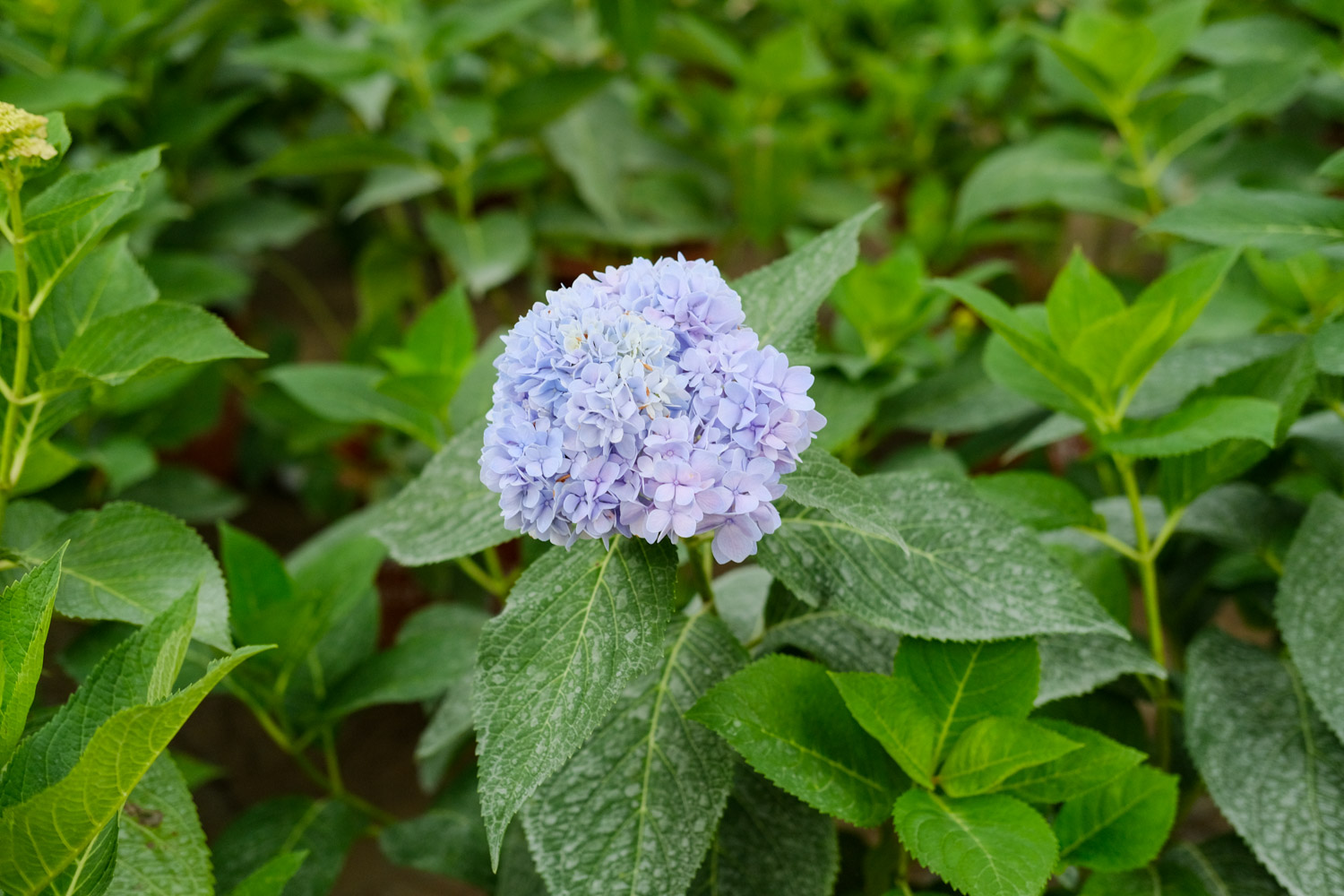 hydrangea