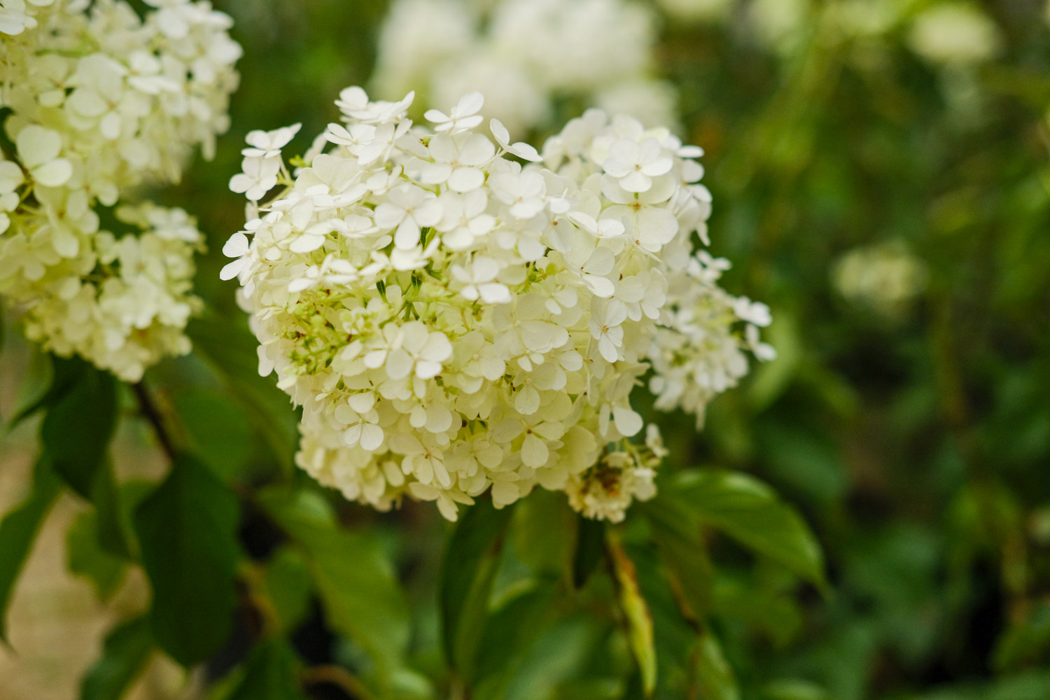 hydrangea