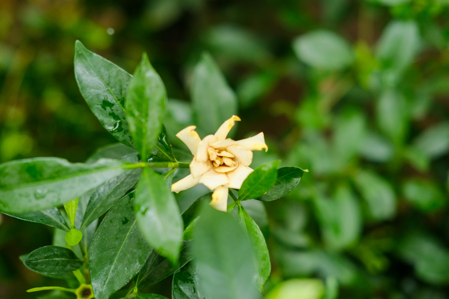 Gardenia