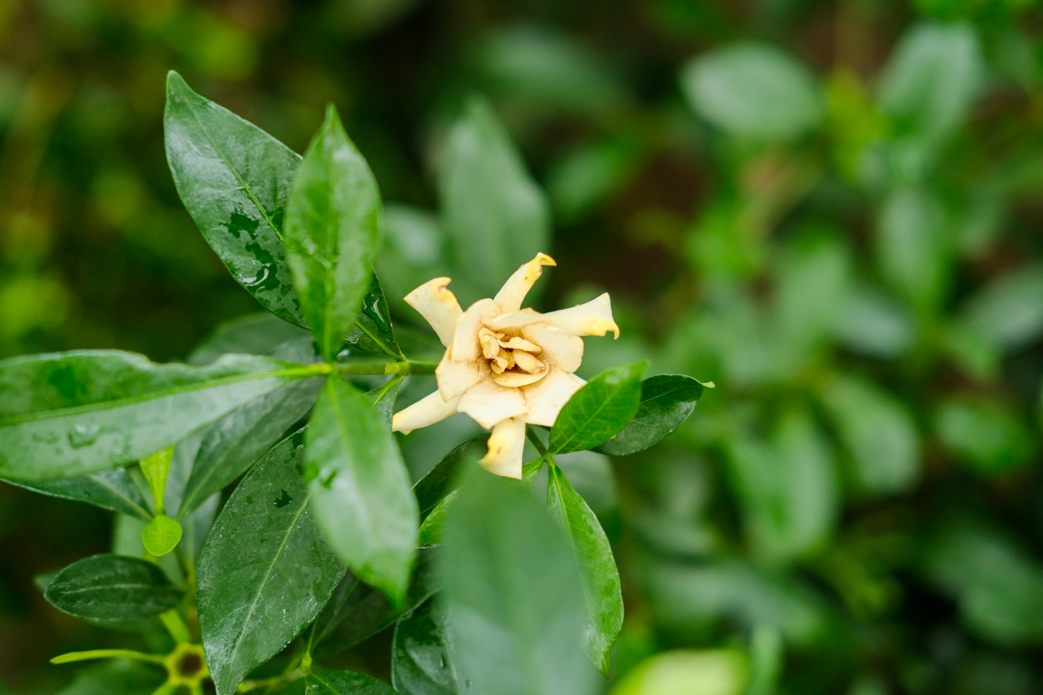 Gardenia