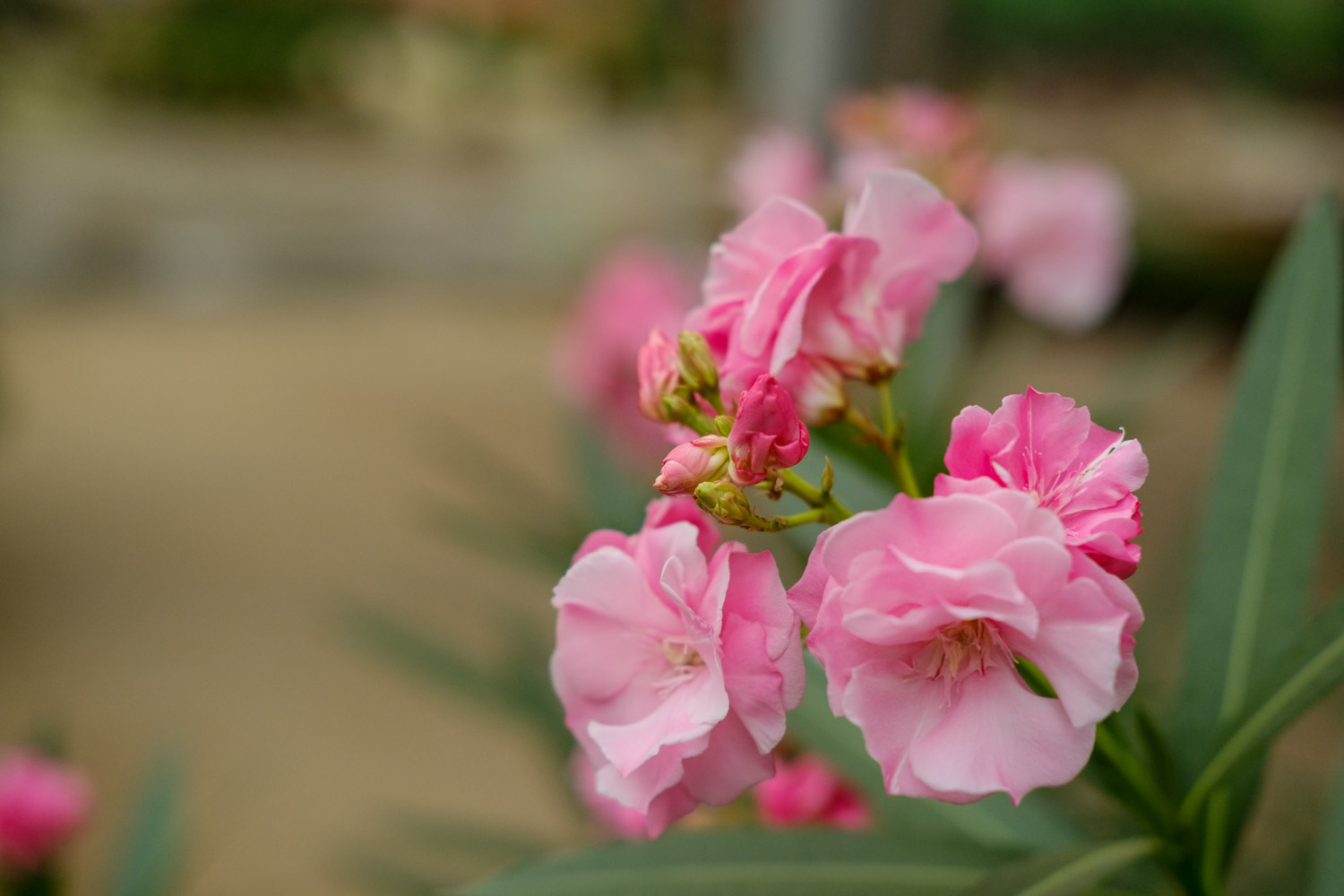 Nerium oleander