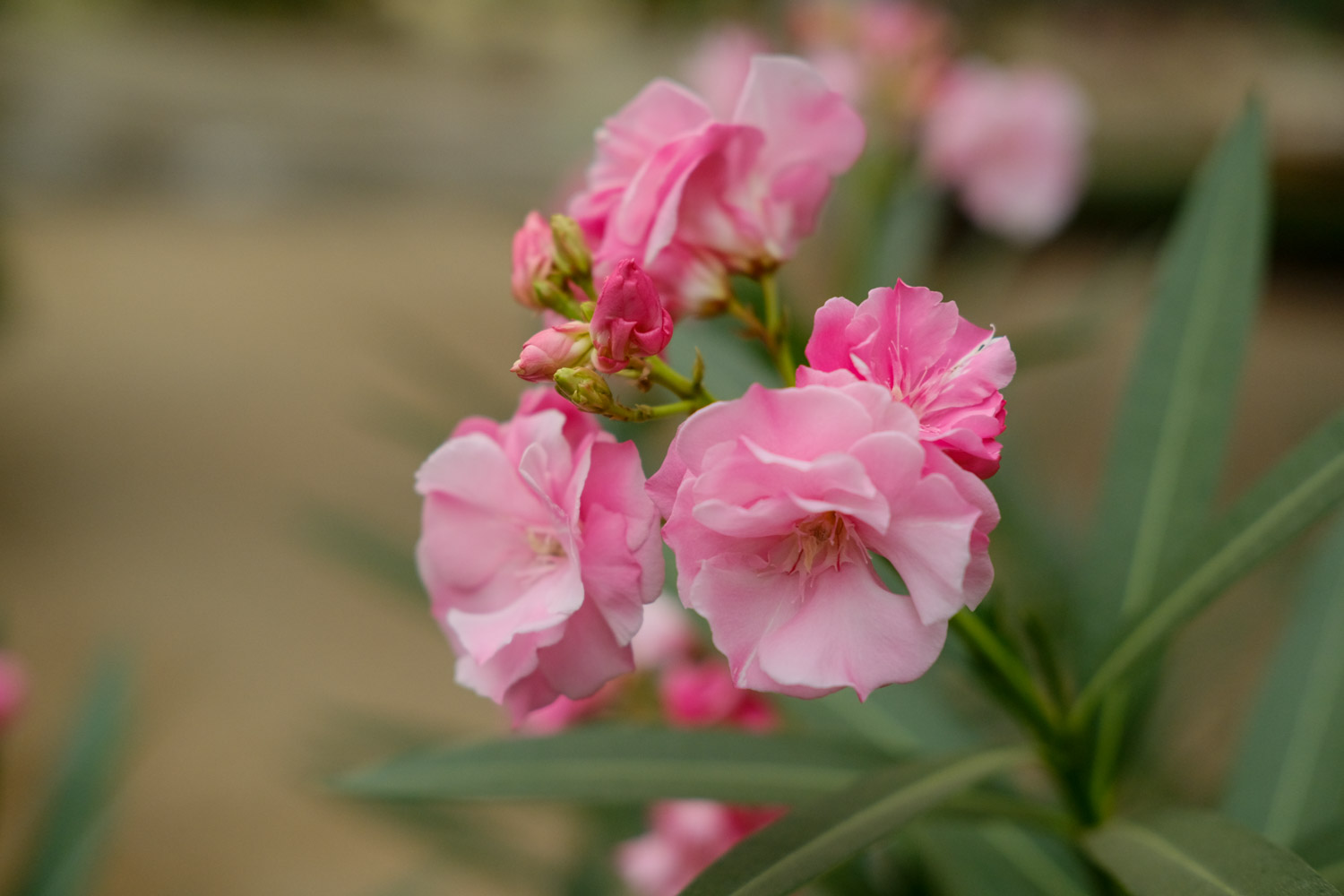 Nerium oleander