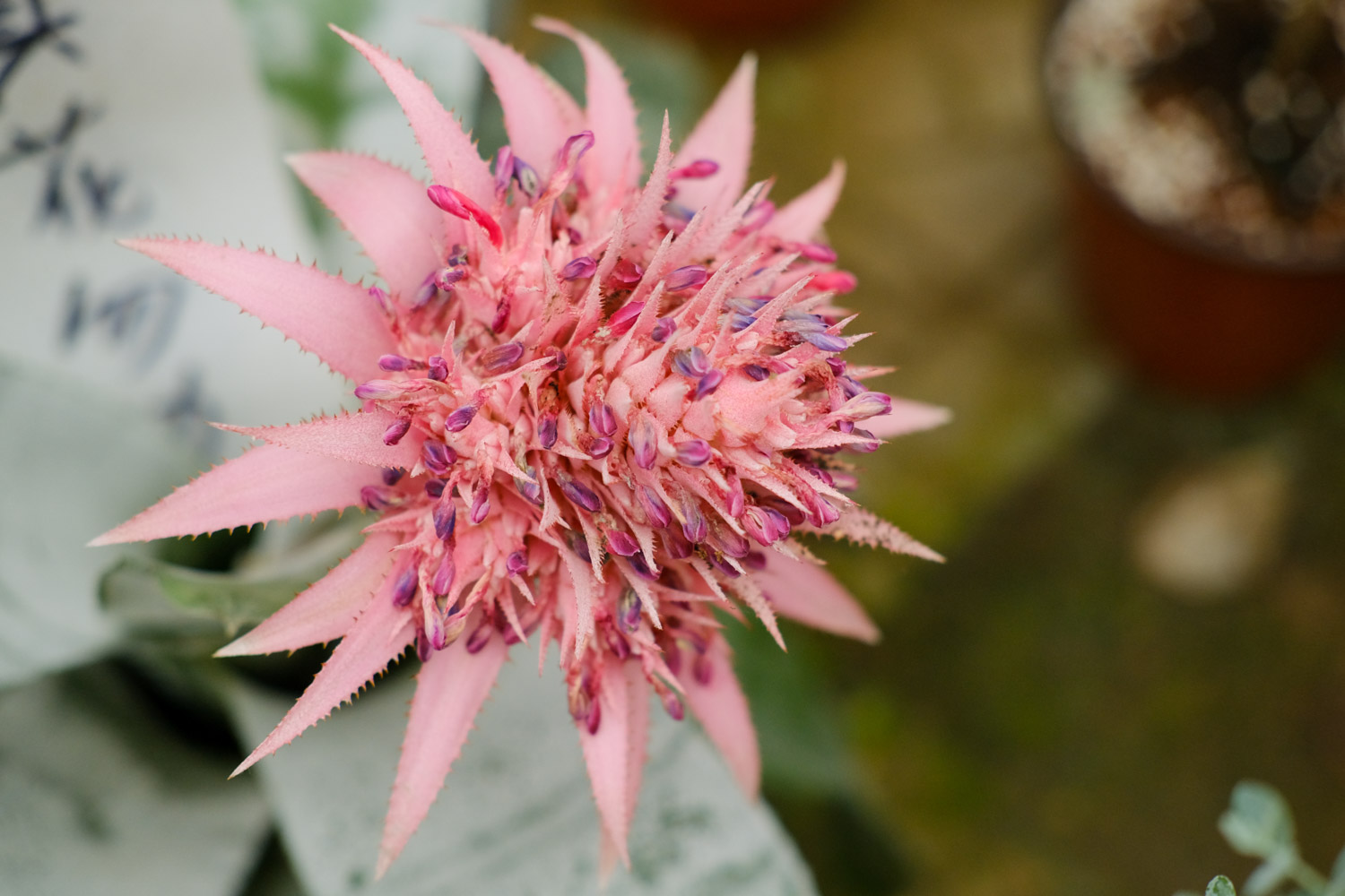 Aechmea fasciata 