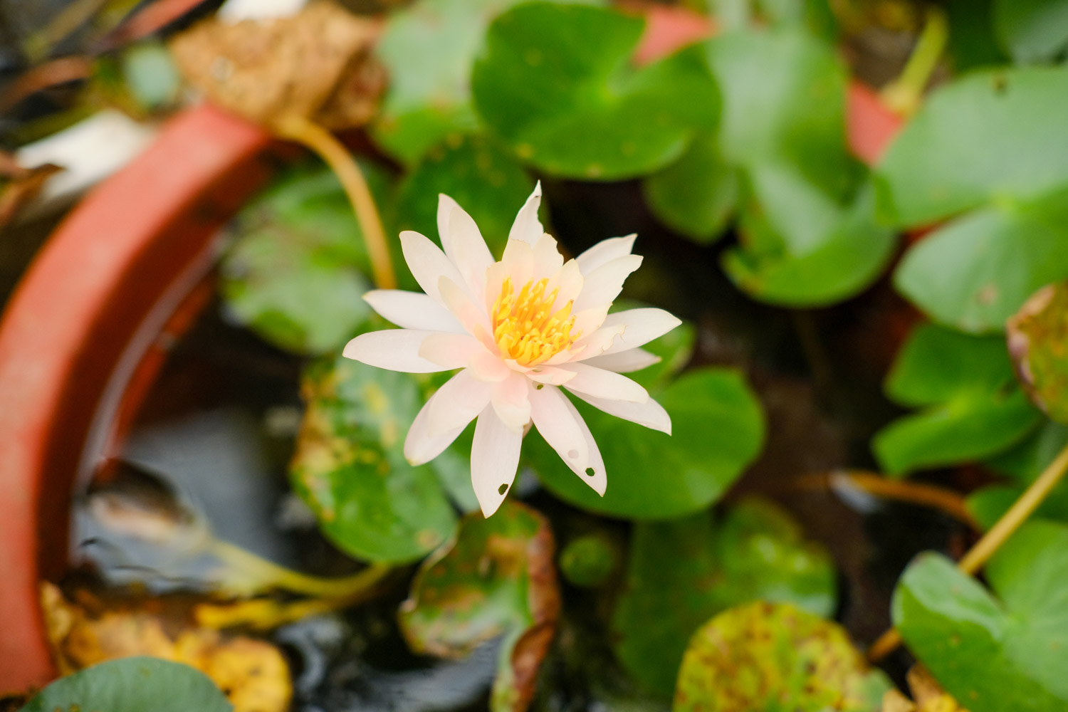 Water lilies