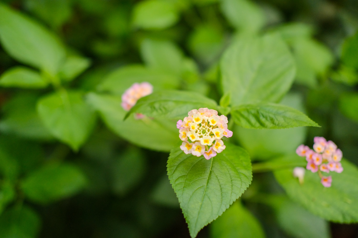 Lantana camara