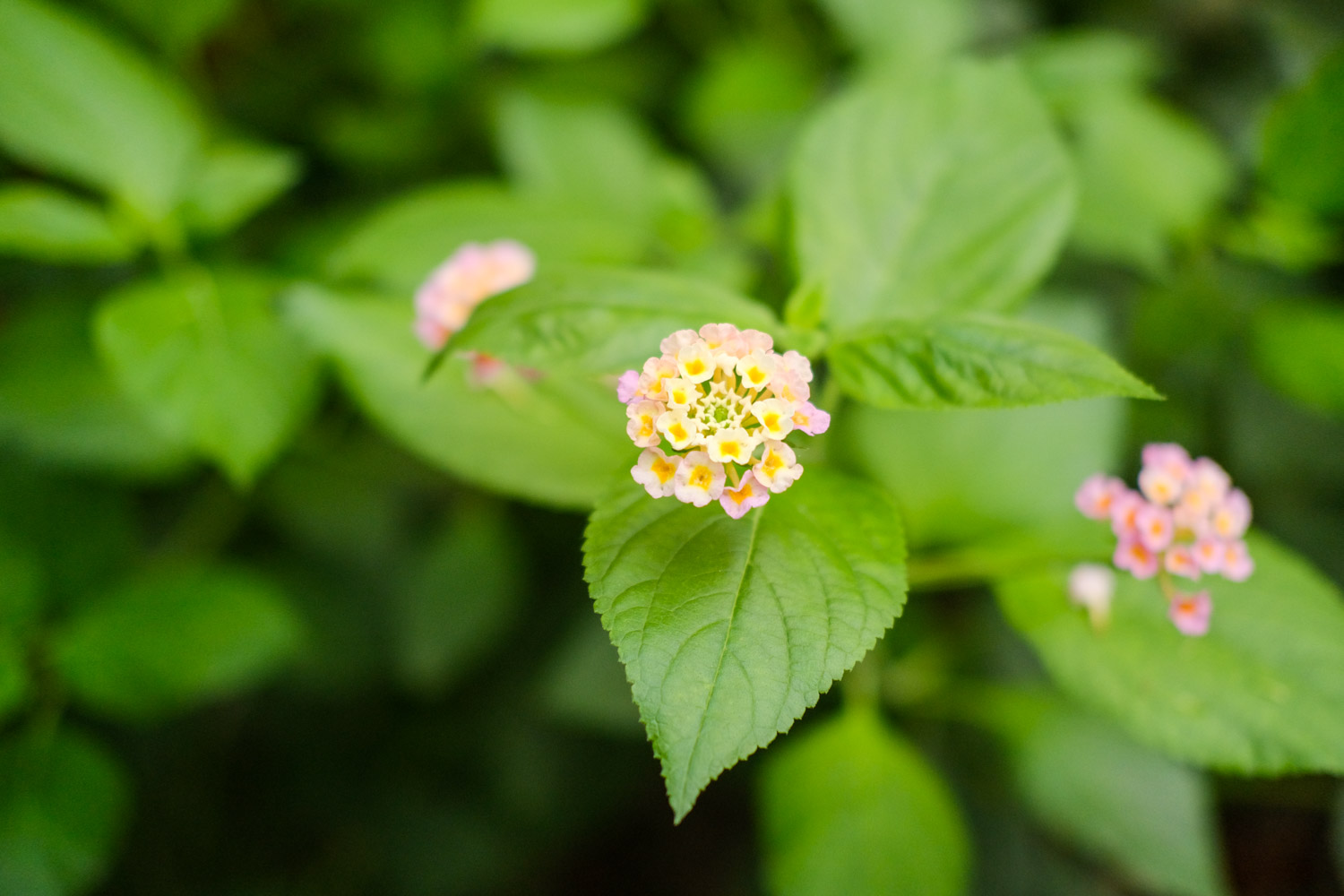 Lantana camara